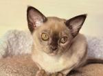 Ignat - Burmese Cat For Sale - Norwalk&comma; CT&comma; US