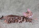 Pamela - Bengal Cat For Sale - Hollywood&comma; FL&comma; US