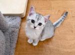W A F F L E S - Scottish Straight Cat For Sale - Fontana&comma; CA&comma; US