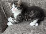 Girl Siberian Purebred Black Brown Tabby and White - Siberian Cat For Sale - Old Bridge&comma; NJ&comma; US
