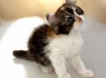 Antonia - American Curl Cat For Sale - Neosho&comma; MO&comma; US