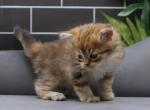Rainer of RomanovCats - Siberian Cat For Sale - Ashburn&comma; VA&comma; US