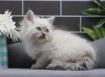 Pyrs of RomanovCats - Siberian Cat For Sale - Ashburn&comma; VA&comma; US