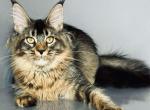 Corni - Maine Coon Cat For Sale - Brighton&comma; CO&comma; US