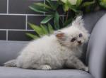 Pollux of RomanovCats - Siberian Cat For Sale - Ashburn&comma; VA&comma; US
