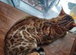 Nyla - Bengal Cat For Sale - GA, US