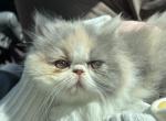 Minnie - Persian Cat For Sale - Turlock&comma; CA&comma; US