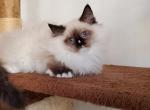 Masya - Ragdoll Cat For Sale - Brooklyn&comma; NY&comma; US