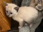 Whiskers Snowshoe Girl Nuby - Siamese Cat For Sale - Bryan&comma; TX&comma; US