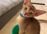 Aby litter - Abyssinian Cat For Sale - Las Vegas&comma; NV&comma; US