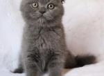 Mouse Scottish fold male - Scottish Fold Cat For Sale - Iva&comma; SC&comma; US