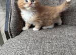 Boy Siberian Red Tabby with White - Siberian Cat For Sale - Old Bridge&comma; NJ&comma; US