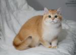 Shantaren Shakh Frank ny12 color - British Shorthair Cat For Sale - CA&comma; US