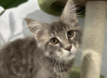 Deny - Maine Coon Cat For Sale - Brighton&comma; CO&comma; US
