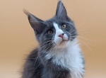 Bro - Maine Coon Cat For Sale - Brighton&comma; CO&comma; US