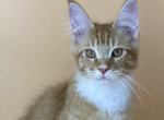 Archy - Maine Coon Cat For Sale - Brighton&comma; CO&comma; US