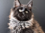Igoryosha - Maine Coon Cat For Sale - Brighton&comma; CO&comma; US