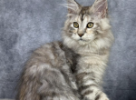 Lia - Maine Coon Cat For Sale - Brighton&comma; CO&comma; US