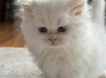 Dino - Persian Cat For Sale - Syracuse&comma; NY&comma; US