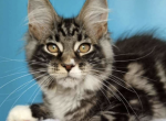 Denis - Maine Coon Cat For Sale - Brighton&comma; CO&comma; US