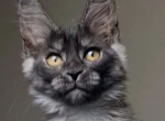 Nefertiti - Maine Coon Cat For Sale - Brighton&comma; CO&comma; US