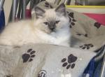 Sissy - Ragdoll Cat For Sale - Myrtle Beach&comma; SC&comma; US