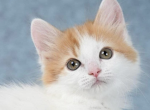 Saveily - Munchkin Cat For Sale - Brighton&comma; CO&comma; US