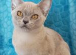 Claudia - Burmese Cat For Sale - Norwalk&comma; CT&comma; US