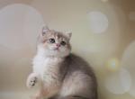 Benny - British Shorthair Cat For Sale - Pembroke Pines&comma; FL&comma; US