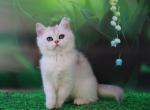 Bravia - British Shorthair Cat For Sale - Pembroke Pines&comma; FL&comma; US
