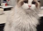 Niaoniao - Ragdoll Cat For Sale - Beaverton&comma; OR&comma; US