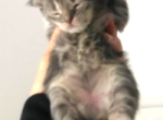 Brooklyn Blue Tabby Female Maine Coon Kitten - Maine Coon Cat For Sale - Union City&comma; MI&comma; US