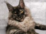 Rammstein - Maine Coon Cat For Sale - Miami&comma; FL&comma; US