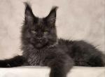 Ragnar - Maine Coon Cat For Sale - Miami&comma; FL&comma; US