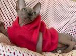 Freya - Sphynx Cat For Sale - Pembroke Pines&comma; FL&comma; US