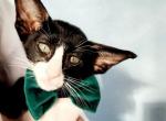 Pensil - Oriental Cat For Sale - Pembroke Pines&comma; FL&comma; US