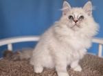 Persei - Siberian Cat For Sale - Pembroke Pines&comma; FL&comma; US