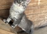 Blue silver ticked polydactyl - Maine Coon Cat For Sale - Atlanta&comma; GA&comma; US
