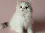 Vivien - Scottish Straight Cat For Sale - Pembroke Pines&comma; FL&comma; US