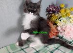 Black smoke and white poly girl - Maine Coon Cat For Sale - Fort Worth&comma; TX&comma; US