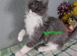 Blue smoke and white girl - Maine Coon Cat For Sale - Fort Worth&comma; TX&comma; US