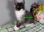 Black smoke and white girl - Maine Coon Cat For Sale - Fort Worth&comma; TX&comma; US