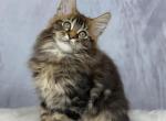 Lex - Maine Coon Cat For Sale - Miami&comma; FL&comma; US