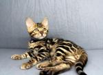 Jackpot - Bengal Cat For Sale - Norwalk&comma; CT&comma; US