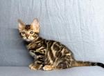 Jasmine - Bengal Cat For Sale - Norwalk&comma; CT&comma; US