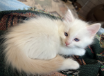 PENDING Cream Ragdoll - Ragdoll Cat For Sale - Marlborough&comma; MA&comma; US