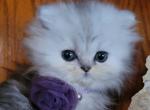 Sweet Little Persian - Persian Cat For Sale - Leander&comma; TX&comma; US