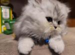 Starfall - Persian Cat For Sale - Leander&comma; TX&comma; US