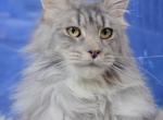 Ivy - Maine Coon Cat For Sale - CA&comma; US