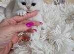 Louis V - Scottish Fold Cat For Sale - Grand Rapids&comma; MI&comma; US